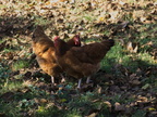 DSCF5288